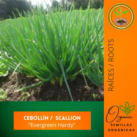 Semillas de cebollín - Cebollín "Evergreen Hardy" - Cultivar cebollín - Jardinería en casa - Huertos urbanos - Recetas con cebollín
 - Semillas orgánicas