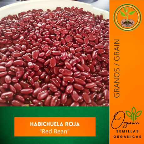 Semillas de habichuela roja - Habichuela roja puertorriqueña - Cultivar habichuelas - Jardinería en casa - Recetas puertorriqueñas - Semillas orgánicas