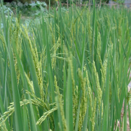 Semillas de arroz secano - Variedad que no requiere inundación