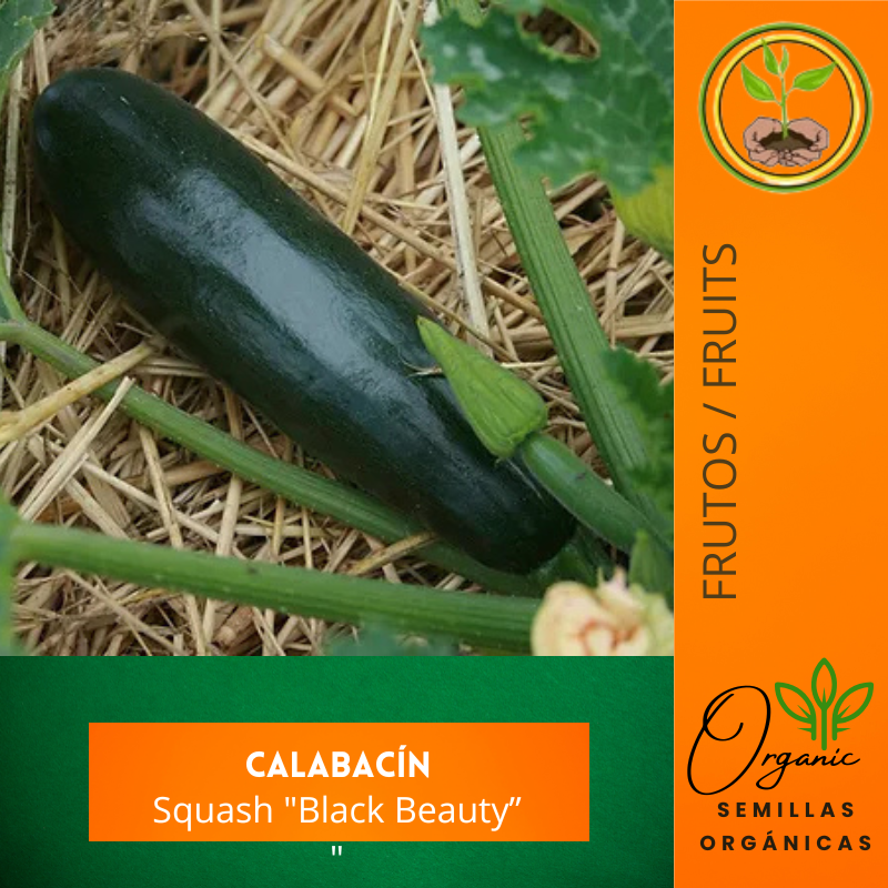 Semillas de calabacín - Calabacín "Black Beauty" - Cultivar calabacín - Jardinería en casa - Huertos urbanos - Recetas con calabacín - Semillas orgánicas