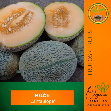 Semillas de Melón Cantaloupe - Comprar semillas de melón - Cultivo de melón - Semillas de polinización abierta - Jardinería en casa - Huertos urbanos - Frutas saludables - Vitaminas A y C
