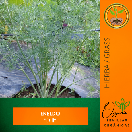 Hierba anual mediterránea - Plantas culinarias - Cultivo de hierbas - Jardinería fácil - Hierbas aromáticas - Semillas de hierbas - Cocina mediterránea