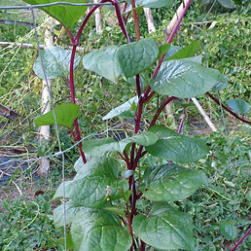 Semillas Espinaca Red Malabar - Enredadera nutritiva
