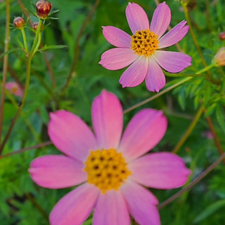 Semillas Cosmo Rosita - Flores para atraer polinizadores