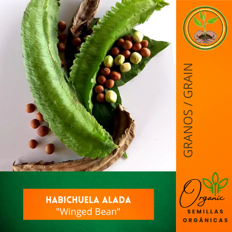 Habichuela alada - Variedades de legumbres - Cultivo de habichuelas - Jardinería fácil - Alimentos ricos en nutrientes - Huerto urbano - Plantas comestibles