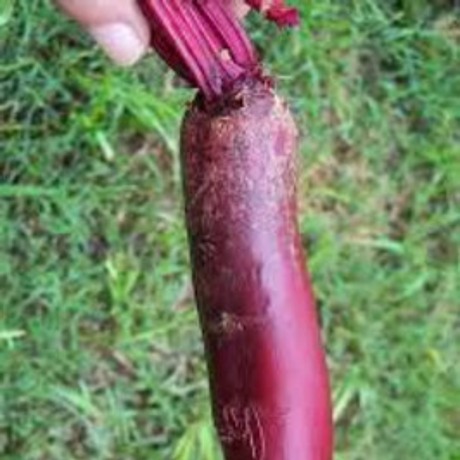 semillas de remolacha