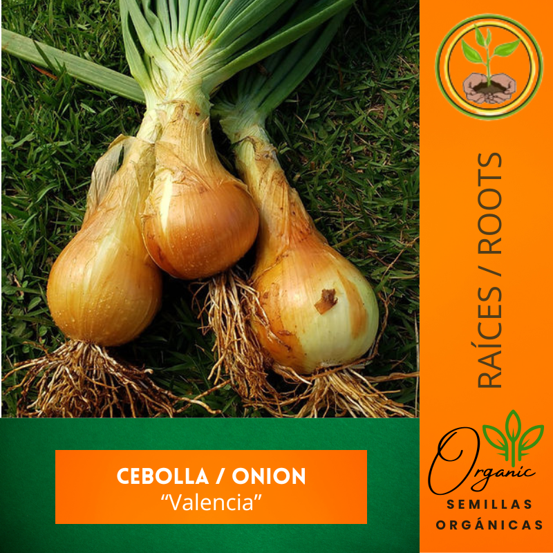 Valencia Onion Seeds