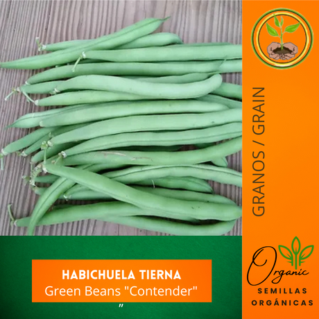 Semilla de habichuela tierna  - Cultivo de legumbres - Jardinería en casa - Alimentos frescos - Huertos urbanos - Plantas resistentes - Semillas para cultivar