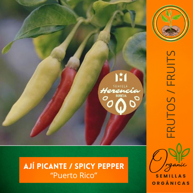 semillas de ají caballero
 - ají caballero picante
 - semillas de chile puertorriqueño
 - Puerto Rican Jelly Bean Hot Chili Pepper
 - semillas para condimentos puertorriqueños
 - semillas de ají picante
 - cultivo de ají caballero
 - semillas de polinización abierta
