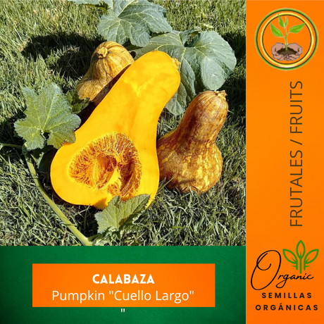 Calabaza Cuello Largo - Semillas de calabaza - Huertos caseros
 - Cultivo de calabazas - Frutas alargadas-    - Plantas de calabaza
