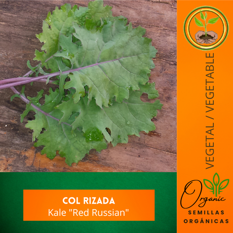 Semillas de col rizada - Kale "Red Russian" - Nutrición vegetal - Cultivo de kale - Vitaminas A y C - Plantas alcalinas - Huertos saludables