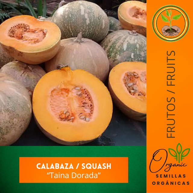 semillas de calabaza Taína Dorada
 - calabaza de Puerto Rico
 - calabaza tradicional
 - cultivo de calabaza puertorriqueña
 - Curcubita Moschata
 - calabaza enredadera
 - calabaza Butter Nut Squash
