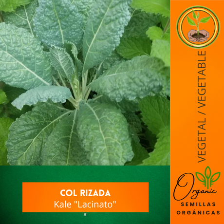 Semillas de col rizada -Kale "Lacinato" - Dinosaur Kale - Nutrición vegetal - Cultivo de kale - Vitaminas A y C - Plantas alcalinas