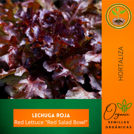 Semillas de lechuga - Lechuga roja - Cultivo de lechuga - Ensaladas frescas - Nutrición vegetal - Jardinería casera - Suelo suelto