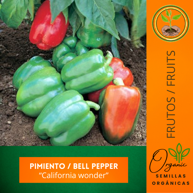 Semillas de Pimiento Morrón
 - Cultivo de Pimiento
 -  Semillas de polinización abierta
 - Jardinería sostenible
 - Pimientos de alta calidad
 - Germinación de semillas
 - Instrucciones para plantar
 - Cuidado de plantas de pimiento
 - Semillas orgánicas
 - Huerto urbano
