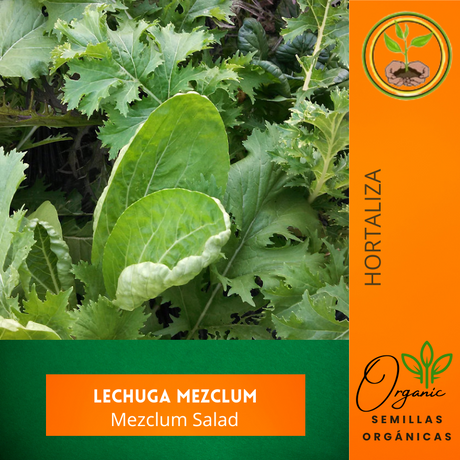 Semillas de lechuga - Mezcla de lechugas - Cultivo de lechuga - Ensaladas frescas - Nutrición vegetal - Huertos caseros - Crecimiento rápido
