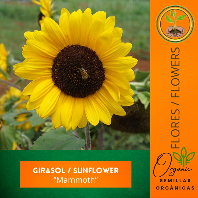 Girasol gigante - Semillas de girasol - Cultivo de girasol - Flores de girasol - Jardinería de flores - Girasoles altos - Plantas ornamentales - Jardín de girasoles - Beneficios del girasol - Girasol para paisajismo