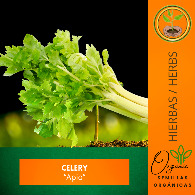 Celery ph1 seeds