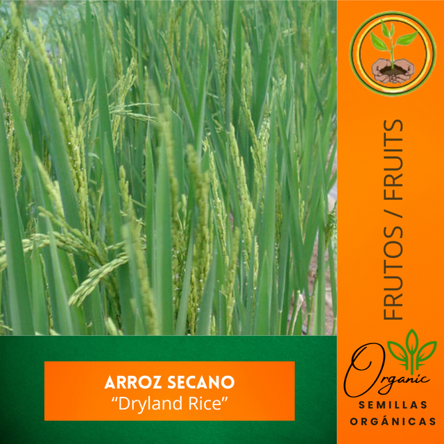 Semillas de Arroz Secano
 - Cultivo de arroz en casa
 - Arroz secano de polinización abierta
 - Instrucciones para plantar arroz
 - Semillas de alta germinación
 - Semillas no transgénicas arroz secano
