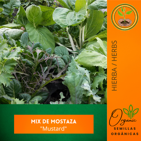 Semillas de mostaza - Mix de mostaza - Cultivo de mostaza - Sabores en ensaladas - Jardinería casera - Crecimiento rápido - Vegetales frescos