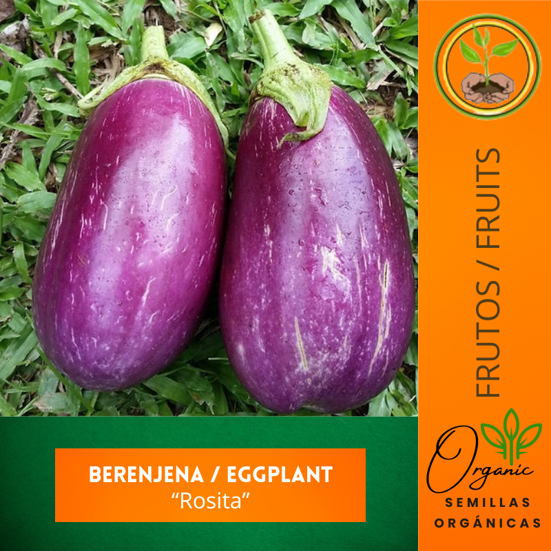 Semillas de Berenjena Rosita
 - Berenjena tradicional de Puerto Rico
 - Cultivo de berenjena en casa
 - Semillas de polinización abierta
 - Semillas no transgénicas de berenjena
