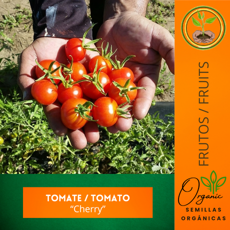 Semillas de Tomate Cherry
- Cultivo de Tomate Cherry en casa
 - Tomate Cherry no transgénico
 - Semillas de polinización abierta de tomate
 - Semillas Puerto Rico Tomate Cherry
