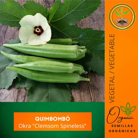 Semillas de quimbombó - Quimbombó verde - Cultivo de quimbombó - Verduras frescas - Jardinería casera - Huertos urbanos - Frutas de quimbombó