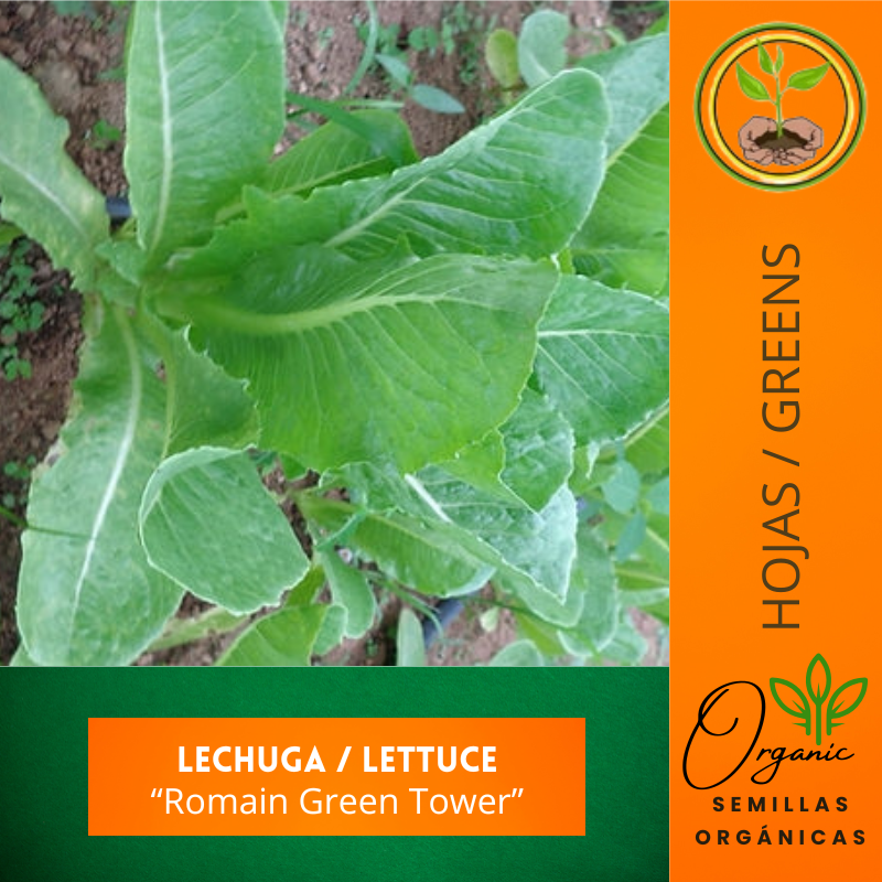 Semillas de Lechuga Romana Puerto Semillas de Lechuga Romana Puerto Rico
 - Cultivo de Lechuga en Casa
  -Lechuga Romana resistente al clima
 - Semillas de polinización abierta lechuga
 - Agricultura urbana lechuga fresca

