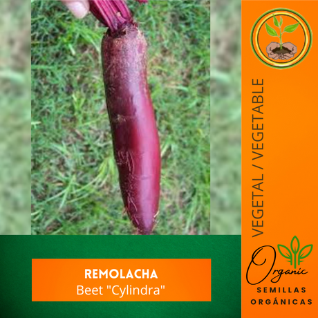 Semillas de remolacha - Remolacha Cylindra - Raíces alargadas - Verduras frescas - Jardinería casera - Huertos urbanos - Hojas comestibles
