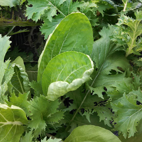 Semillas Lechuga Salad Mix - Variedad de sabore