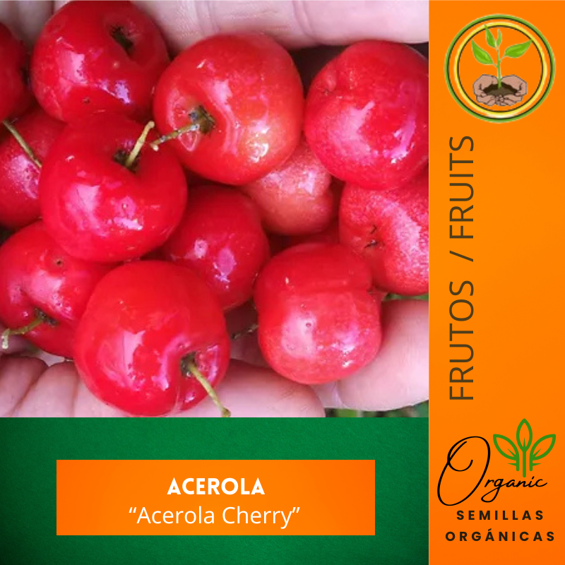 Acerola cherry - Semillas de acerola - Cultivo de acerola - Frutas tropicales - Jardinería tropical - Alta en vitamina C - Huertos urbanos - Plantas frutales