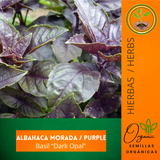 Semilla de albahaca morada - Albahaca "Dark Opal" - Cultivo de albahaca - Plantas aromáticas - Jardinería en casa - Salsas caseras - Albahaca para cocina