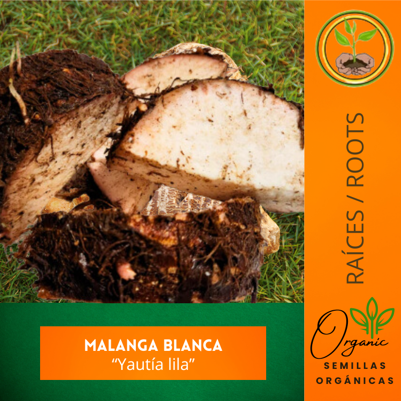 Semillas de Malanga Blanca
 - Yautía Lila
 - Cultivo de Malanga
 - Siembra de Yautía
 - Raíz tropical para huerto
 - Malanga casera
