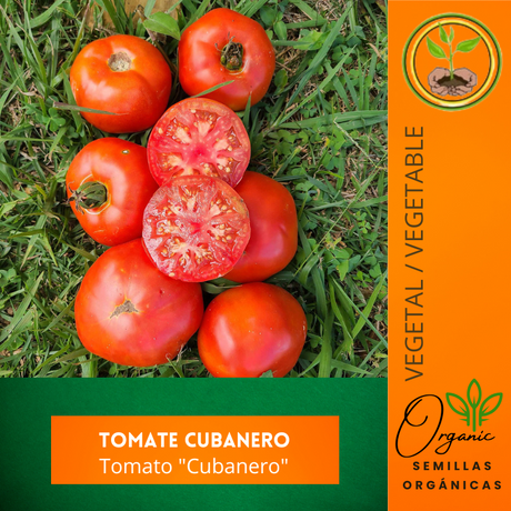 Semillas de tomate - Tomate Cubanero - Tomates tropicales - Frutos jugosos - Jardinería tropical - Huertos urbanos - Cultivo de tomates