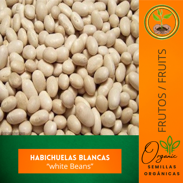 Semillas Habichuelas Blancas
 - Semillas de Habichuelas Puerto Rico
 - Habichuelas blancas puertorriqueñas
 - Cultivo de habichuelas blancas
 - Frijoles blancos para sembrar
 - Semillas de frijoles Phaseolus vulgaris
