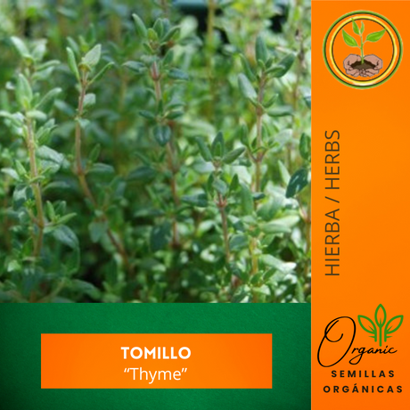 Semillas de tomillo - Hierbas aromáticas - Cultivo de tomillo - Sabor a romero - Cocina con hierbas - Jardinería doméstica - Hierbas para salsas