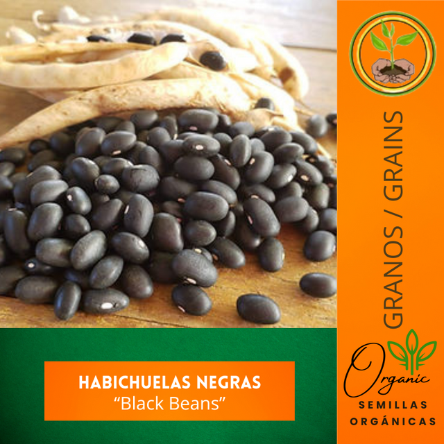 Semillas de Habichuelas Negras
- Habichuelas negras puertorriqueñas
 - Frijoles negros para sembrar
 - Cultivo de habichuelas negras
 - Semillas Phaseolus vulgaris
 - Semillas tradicionales de Puerto Rico
