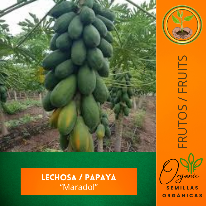 Maradol Papaya Seeds (Dwarf)