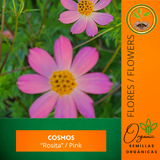 Semillas de Cosmos Rosita
 - Flores para polinizadores
 - Jardinería sostenible
 - Semillas de tradición de Puerto Rico
 - Cultivo de flores
 - Plantas para atraer mariposas
 - Cosmos para decoración
 - Flores de jardín