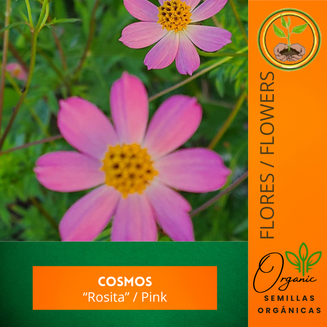 Semillas de Cosmos Rosita
 - Flores para polinizadores
 - Jardinería sostenible
 - Semillas de tradición de Puerto Rico
 - Cultivo de flores
 - Plantas para atraer mariposas
 - Cosmos para decoración
 - Flores de jardín