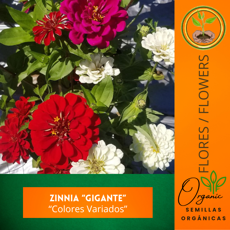 Semillas de Zinnia Colores Variados