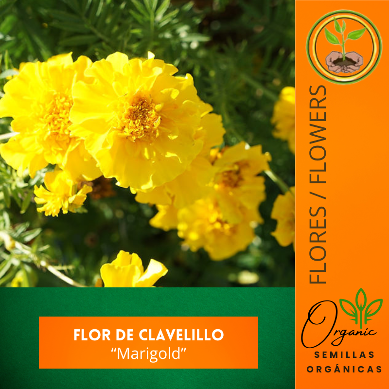 Semillas Clavelillo
 - Marigold Amarillo
 - Repelente de insectos
 - Semillas de flores
 - Jardinería ecológica
 - Semillas de polinización abierta
 - Control de plagas natural - 
Cultivo de flores
