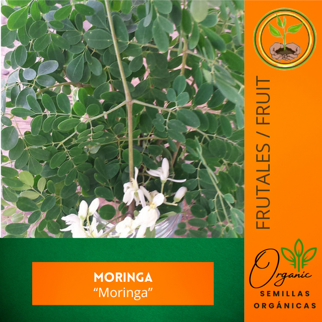 Semillas de Moringa
 - Propiedades nutricionales de la Moringa
 - Cultivo de Moringa
 - Semillas de polinización abierta
 - Beneficios de la Moringa
 - Jardinería en Puerto Rico
 - Antioxidantes naturales
 - Salud y bienestar
