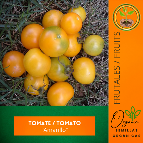 Semillas de tomate amarillo
 - Tomate heirloom
 - Lycopersicum esculentum
 - Cultivo de tomate
 - Jardinería caribeña
 - Beneficios del tomate
 - Variedades de tomate
 - Tomate dulce
