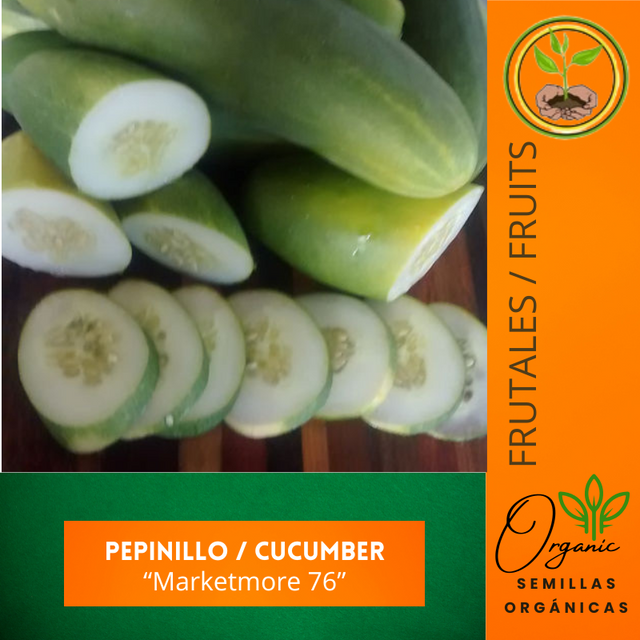 semillas de pepinillo
 - cultivo de pepinillos
 - pepinillos para huerto
 - semillas resistentes a plagas
 - variedad de pepinillo comercial
  - semillas de pepinillo para producción comercial