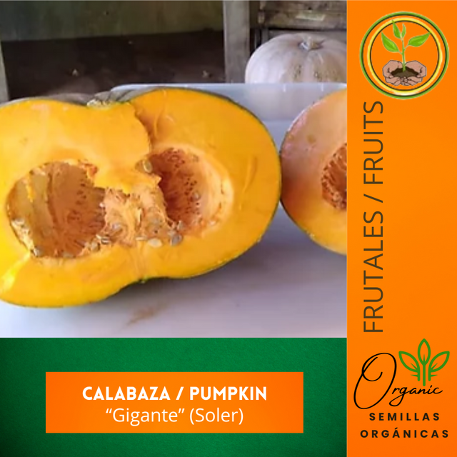 Semillas de calabaza gigante
- Calabaza gigante
 - Semillas de polinización abierta
- Cultivo de calabaza
 - Huertos caseros
 - Producción comercial de calabaza
 - Calabaza decorativa
 - Recetas de calabaza
 - Semillas tradicionales de Puerto Rico
