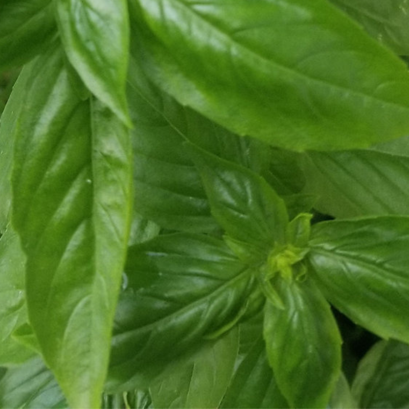 Semillas de albahaca genovesa - Ideal para pesto y condimentos