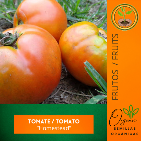 Semillas de tomate
 - Tomate Homestead
 - Variedad heirloom
 - Cultivo de tomate
 - Huerto tropical
 - Semillas de polinización abierta
 - Tomates frescos
 - Recetas de tomate
 - Jardinería sostenible
