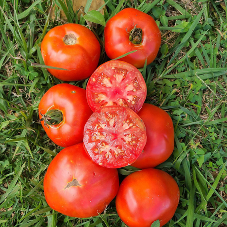 Paquete de semillas de Tomate Cubanero - 60 semillas para cultivo