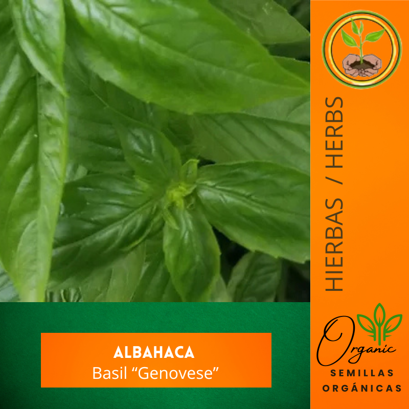 Semilla de albahaca "Genovese" - Albahaca para pesto - Cultivo de albahaca - Plantas aromáticas - Jardinería en casa - Salsas caseras 